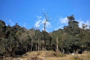 Sa Pa : randonnée d'une journée au sommet du Fansipan avec un guide de la région