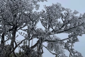 Sa Pa: Caminhada de um dia ao Pico Fansipan com guia local