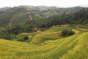 Sa Pa: Vandring i Muong Hoa-dalen og rundtur i lokale etniske landsbyer