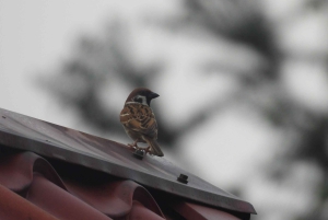 サパ：2日間のトレッキング＆文化体験＋ホームステイ＋ムォン族ガイドのリンさん