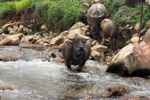 サパ：2日間のトレッキング＆文化体験＋ホームステイ＋ムォン族ガイドのリンさん