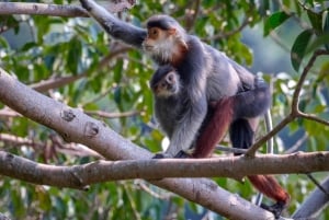 Safari - À la recherche du singe le plus menacé au monde