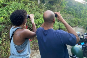 Safari - À la recherche du singe le plus menacé au monde