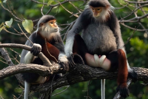 Safari - À la recherche du singe le plus menacé au monde