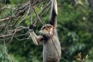 Safari - À la recherche du singe le plus menacé au monde