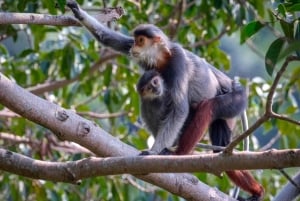 Safari - Het vinden van de meest bedreigde aap ter wereld