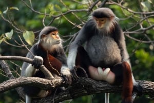 Safari - Het vinden van de meest bedreigde aap ter wereld