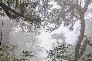 Sapa: 1-dages Fansipan Summit Trek med lokal guide + urtebad