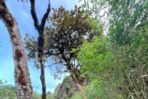 Sapa: 1-dages Fansipan Summit Trek med lokal guide + urtebad