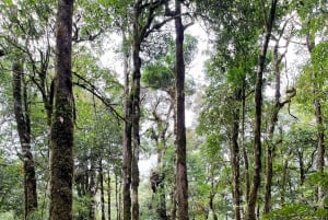 Sapa: 1-dages Fansipan Summit Trek med lokal guide + urtebad