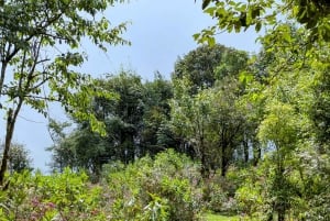 Sapa: 1-dages Fansipan Summit Trek med lokal guide + urtebad