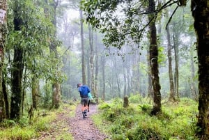 Sapa: 1-dages Fansipan Summit Trek med lokal guide + urtebad