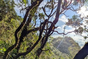 Sapa: 1-dages Fansipan Summit Trek med lokal guide + urtebad