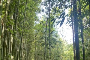 SAPA : TREK ET CULTURE D'UNE JOURNÉE, DÉJEUNER, GUIDE HMONG LINH