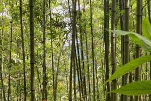 SAPA : TREK ET CULTURE D'UNE JOURNÉE, DÉJEUNER, GUIDE HMONG LINH