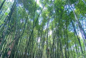 SAPA : TREK ET CULTURE D'UNE JOURNÉE, DÉJEUNER, GUIDE HMONG LINH