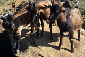 Sapa: Trekking di 2 giorni sulla catena montuosa HoangLienSon con guida locale