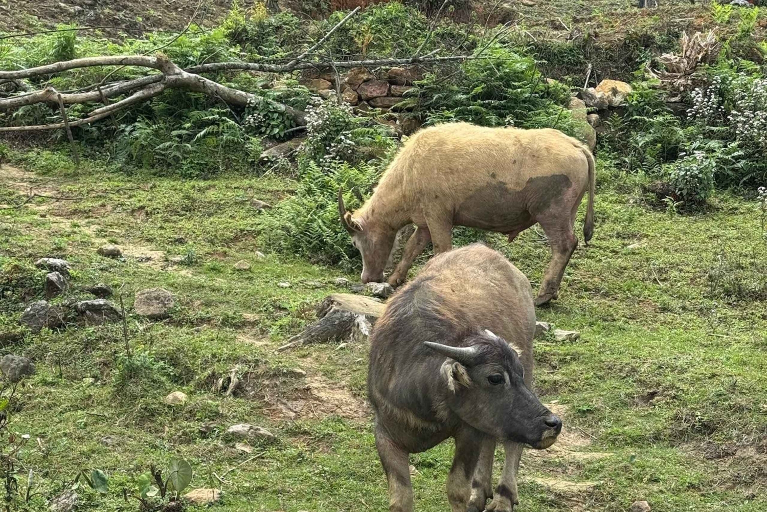 SAPA 2 päivän vaellus ja 1 yö kotimajoituksessa paikallisten kanssa