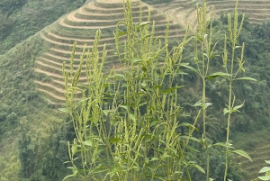 SAPA 2 päivän vaellus ja 1 yö kotimajoituksessa paikallisten kanssa