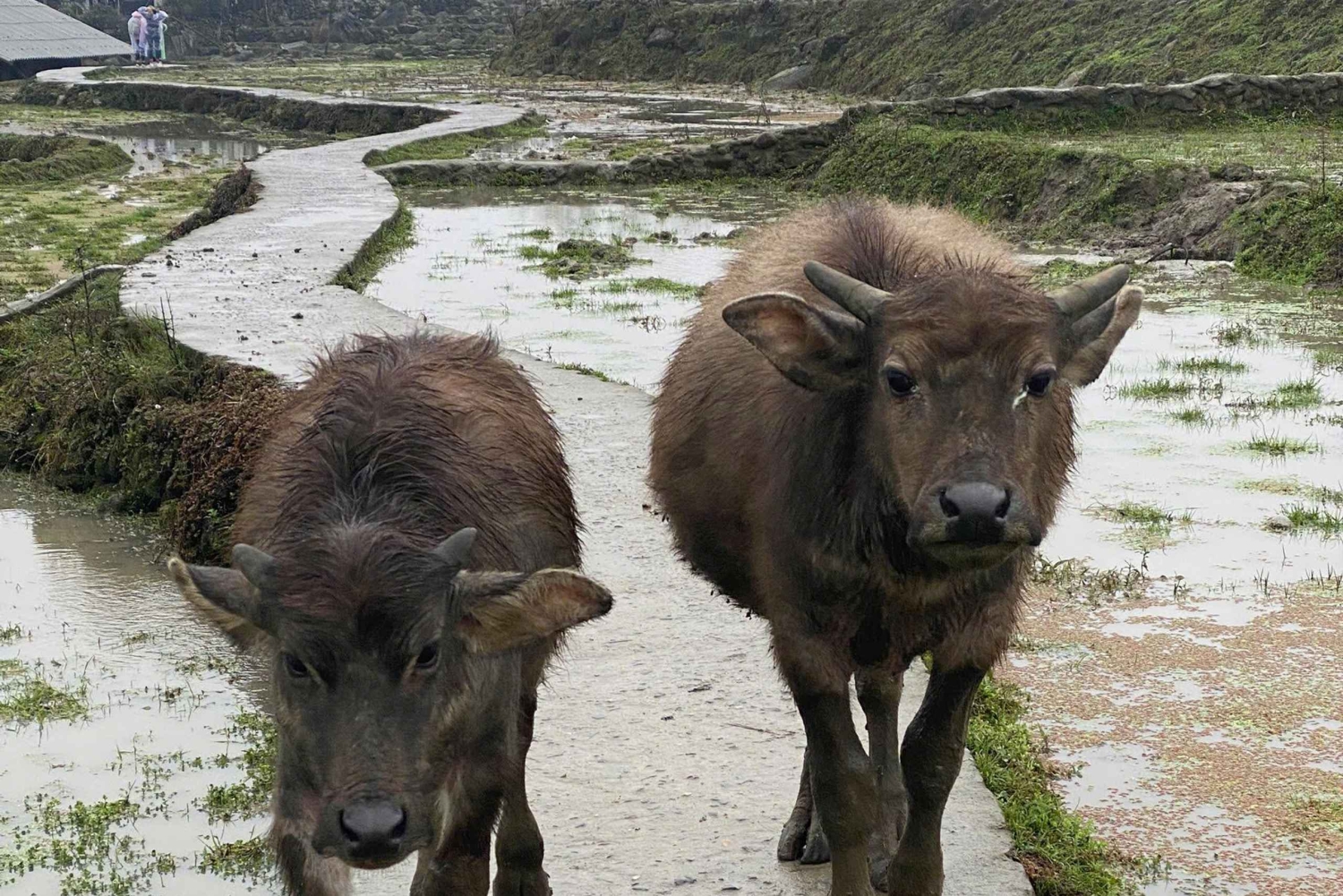 SAPA: 2 PÄIVÄN VAELLUS & KULTTUURI + KOTIMAJOITUS + HMONG-OPPAAN LINH