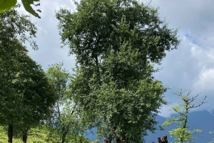 SAPA: 2 PÄIVÄN VAELLUS & KULTTUURI + KOTIMAJOITUS + HMONG-OPPAAN LINH