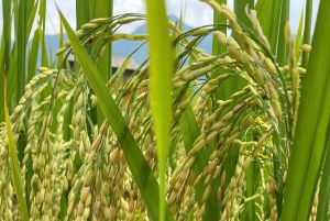 SAPA: 2 PÄIVÄN VAELLUS & KULTTUURI + KOTIMAJOITUS + HMONG-OPPAAN LINH