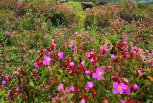 Sapa : randonnée de 2 jours avec un guide de la région et séjour confortable chez LaLa