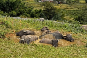 Sapa : randonnée de 2 jours avec un guide de la région et séjour confortable chez LaLa