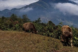 Sapa: 2 päivän ja 1 yön vaellus paikallisen oppaan kanssa ja kodikas LaLa-kotimajoitus