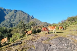 SAPA : Climb up to Fansipan mountain with LOCAL GUIDE