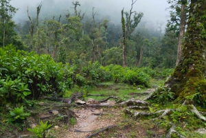 SAPA : Ascension du mont Fansipan avec GUIDE LOCAL