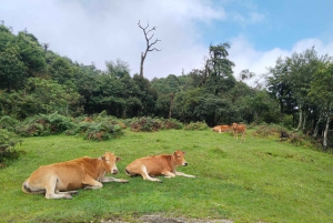 SAPA: Suba até a montanha Fansipan com um guia local