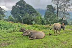 Sapa : visite d'une jounée de trekking