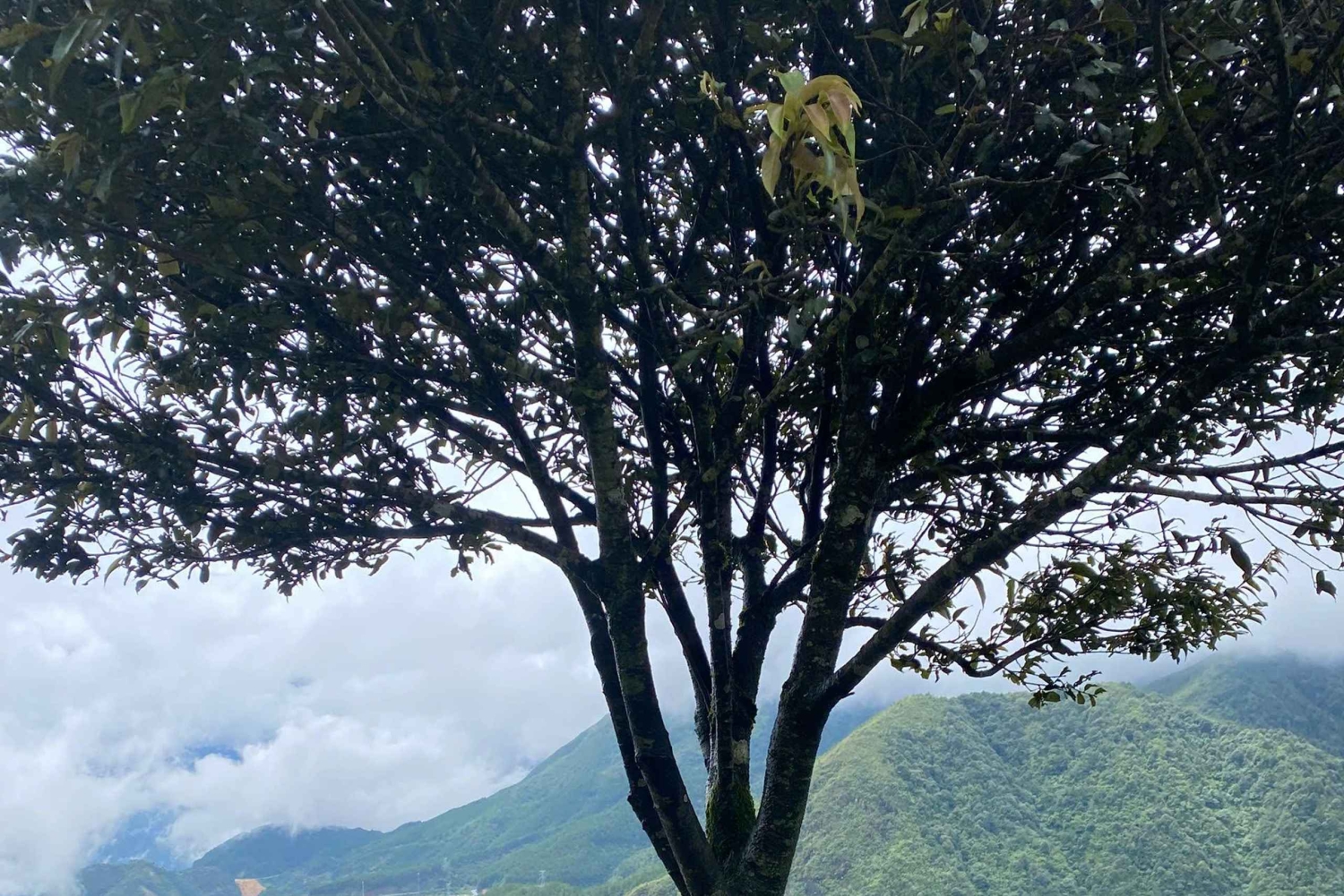 SAPA HALF DAY: Love Waterfall, Lonely Tree, Museum, Market