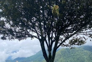 SAPA HALF DAY: Love Waterfall, Lonely Tree, Museum, Market