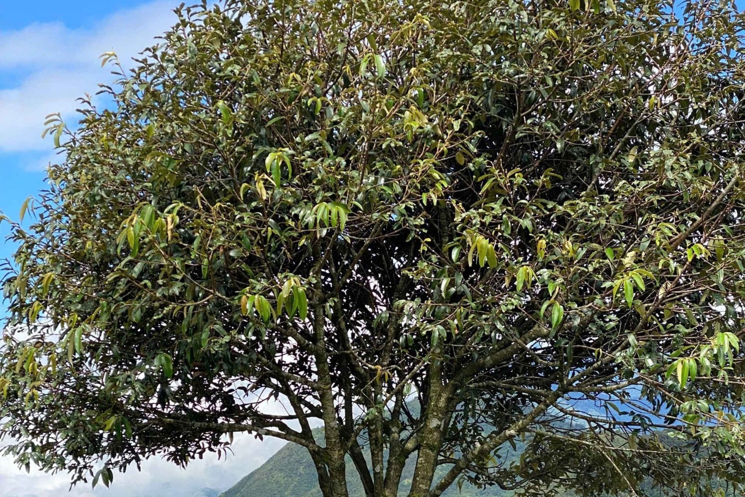 Sapa: tour privado por el paso de gran altitud y el puente de cristal