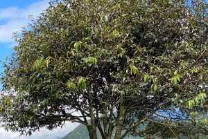 Sapa: tour privado por el paso de gran altitud y el puente de cristal