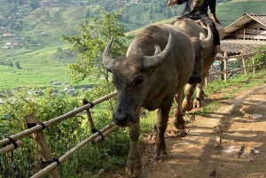 Sapa3D2N TrekkingEventyr,Dale,Bambusskov,Vandfald