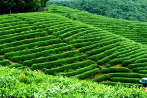 Shanghai : visite guidée de 8 jours avec hébergement