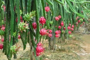 Montaña Ta Cu, Buda Yacente, Ciudad de Phan Thiet, Torre Cham