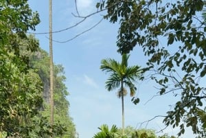 Tam Coc-båt, Bích Động-pagoden, Thung Nham-fågelpark