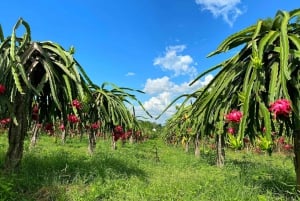 Den beste dagsturen for å oppdage Ta Cu-fjellet i Phan Thiet City
