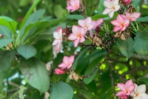 A alma de Hoi An: mercado matinal e experiência de café