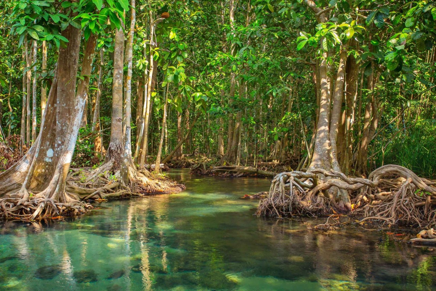 Vam Sat Mangrove Forest Private Tour from Ho Chi Minh City