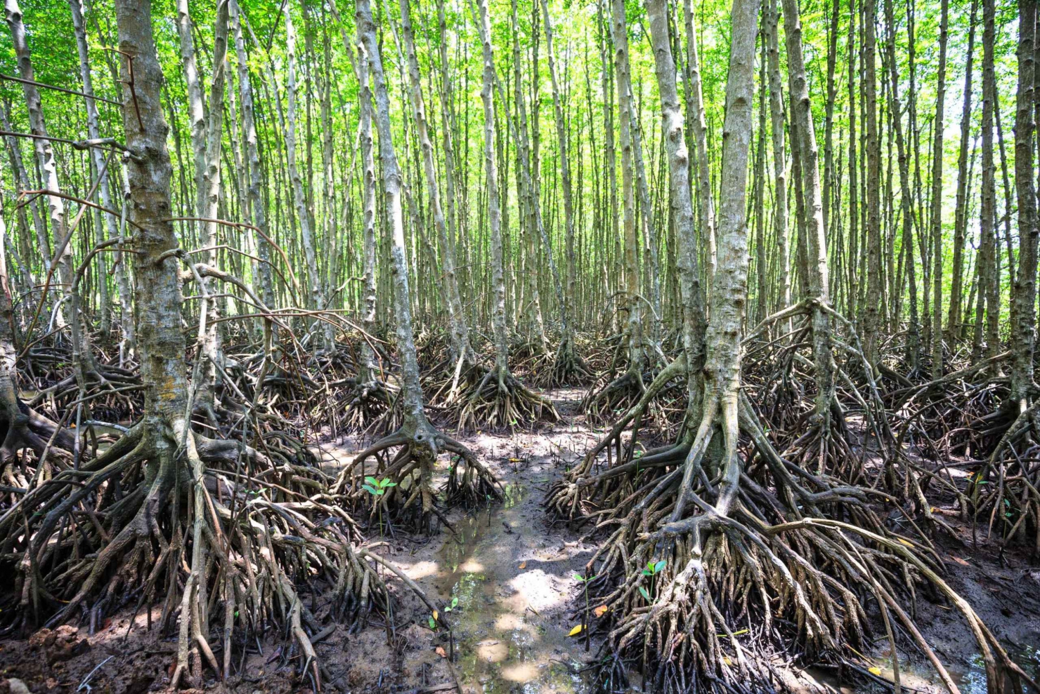 Vam Sat Mangrove Forest Private Tour from Ho Chi Minh City