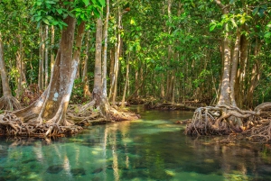 Vam Sat Mangrove Forest Private Tour from Ho Chi Minh City