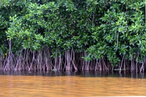 Vam Sat Mangrove Forest Private Tour from Ho Chi Minh City