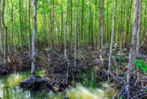 Vam Sat Mangrove Forest Private Tour from Ho Chi Minh City