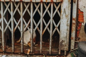 Vegansk byvandring Ikke bare vegansk mat