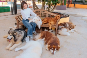 Da Lat: Puppy Farm Ticket